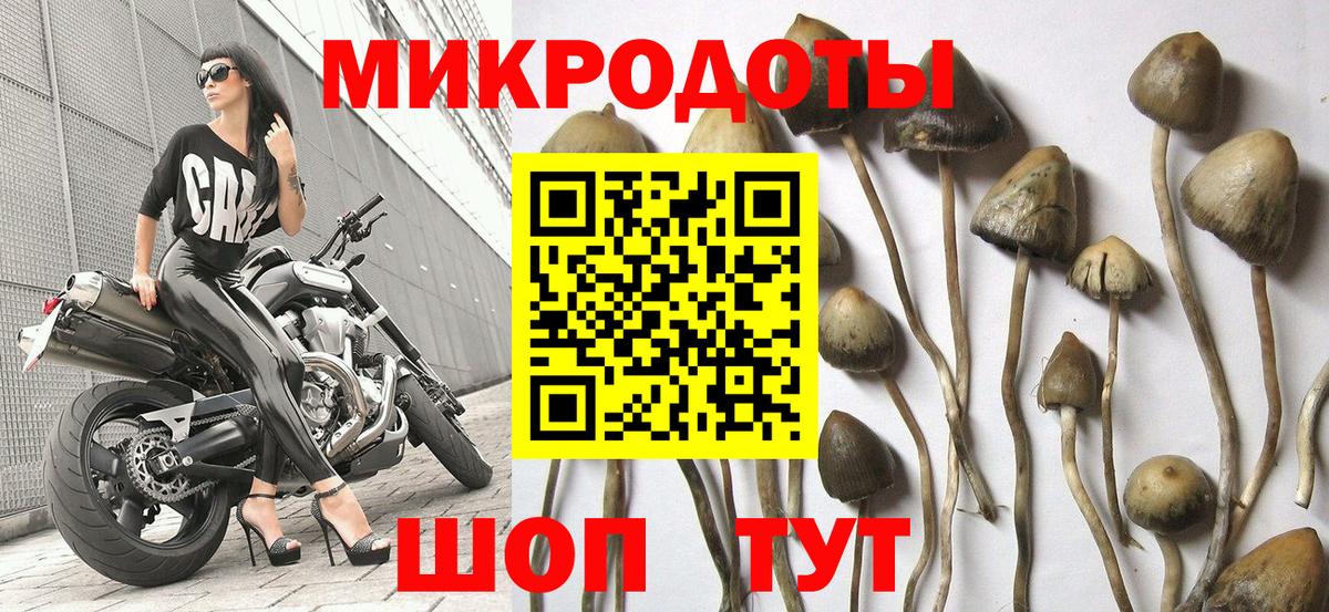 Псилоцибиновые грибы Psilocybine cubensis  Галлюциногенные грибы мицелий  Новосибирск  Вход с VPN 